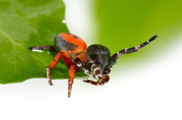 ladybird spider (eresus cinnaberinus)