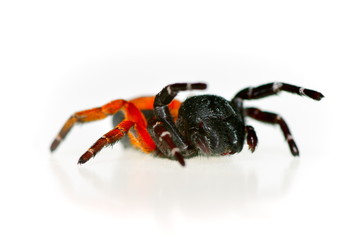 ladybird spider (eresus cinnaberinus)