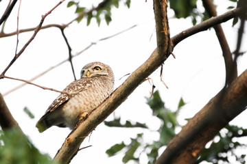 Spotted Owlet (Athene Brama) is sitting on the tree.