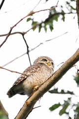 Spotted Owlet (Athene Brama) is sitting on the tree.