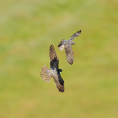 The Eurasian Hobby (Falco subbuteo) flying