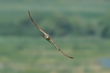 Common Kestrel in flight (falco tinnunculus)