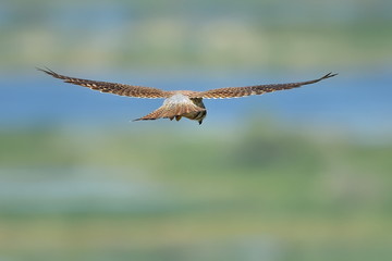 Common Kestrel in flight (falco tinnunculus)