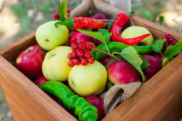 Apples white and red in a wooden box with a bag. Beautifully decorated autumn composition.