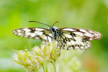 butterfly in natural habitat