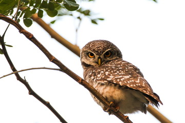 Spotted Owlet (Athene Brama) is sitting on the tree.