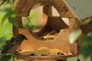 Birdhouse for birds