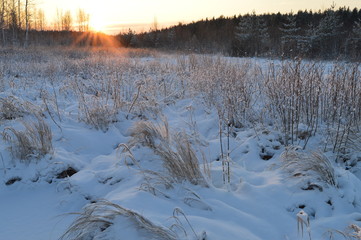 Fototapeta na wymiar The snow-white edge of the forest at sunrise in winter