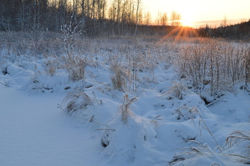 The rays of the sun at sunrise in a white forest woodland