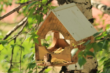 Birdhouse for birds