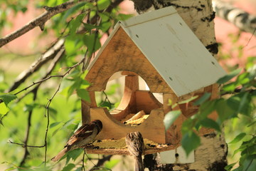Birdhouse for birds