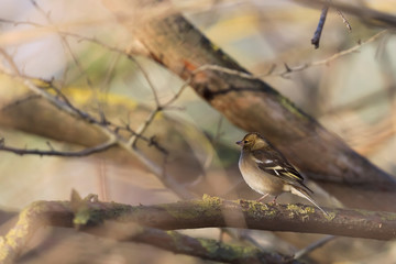Pinson des arbres - Fringilla coelebs - Common Chaffinch