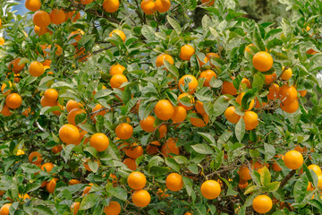 oranges  on the tree !Very sweet and tasty citrus