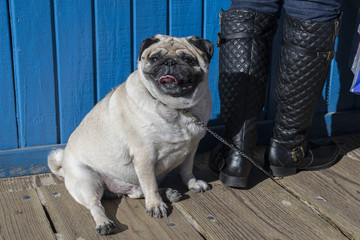Pug and its master