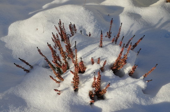 Heidepflanze im Schnee