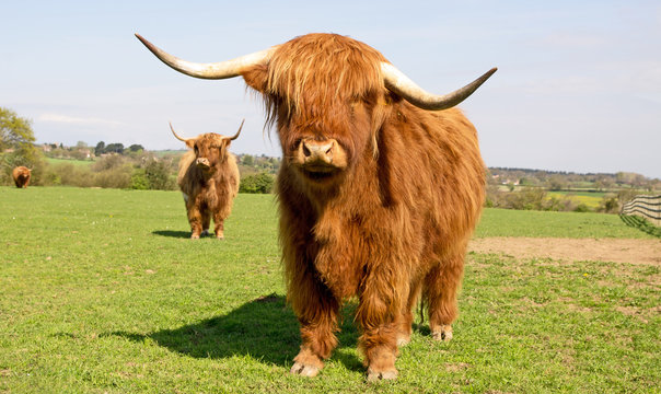Highland cow standing alert & curious