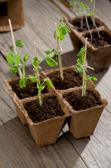 Peas seedlings