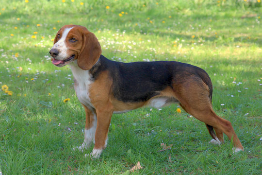 Deutsche Bracke dog  on a green grass lawn