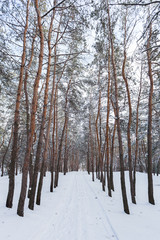 Through the winter pine forest