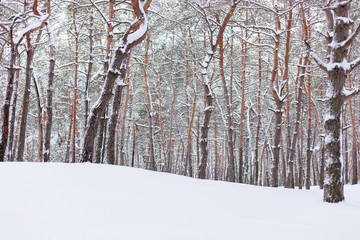 Winter pine forest in Europe