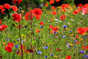 Obraz na płótnie Canvas Flower meadow