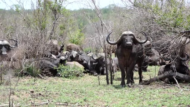 Group of african buffaloes in Kruger National Park South Africa
