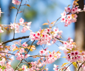 Beautiful pink cherry blossoms