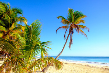 Fototapeta na wymiar Tranquil scenic view of summer beach landscape with palm trees