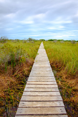 Wooden boardwalk in swamp covered by greed grass