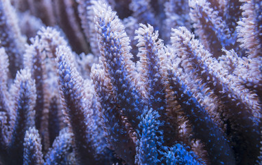 coral close up