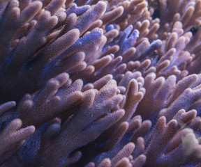 Naklejka na ściany i meble coral close up