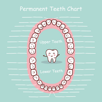 Permanent tooth chart record