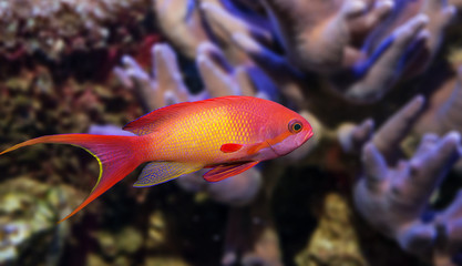 Obraz na płótnie Canvas coral fish - Pseudanthias squamipinnis