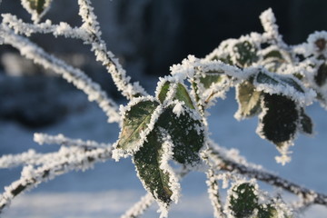 frost, blätter, zweig, kälte