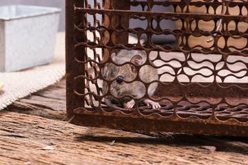 Rat in a old trap cage