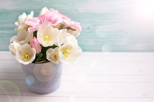 White and pink  tulips and narcissus flowers  in grey  bucket