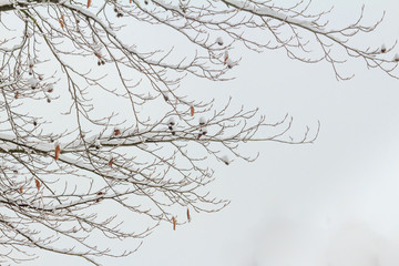 verschneite Buchenzweige
