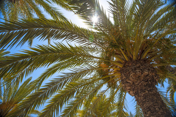 Fototapeta premium Palm at spanish beach