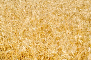golden cereal field closeup