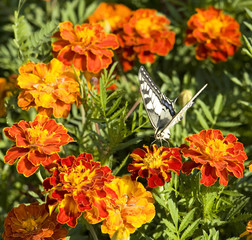 Butterfly on marigold