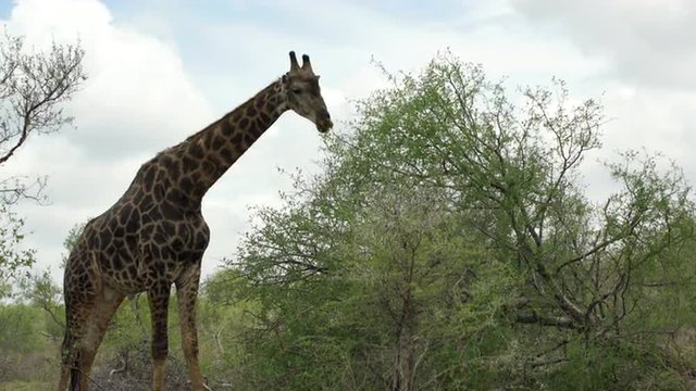 Giraffe eating from a tree in Kruger National Park South Africa