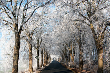 Allee im Winter mit vereisten Bäumen 