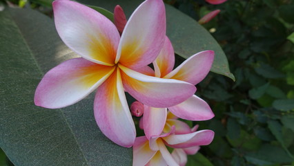 Beautiful Plumeria flowers.