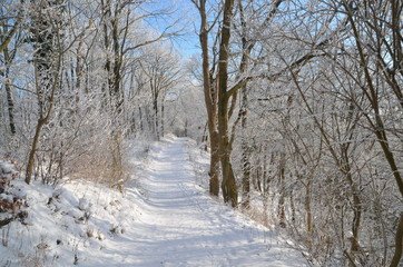 Winterwanderung in vernschneitem Wald