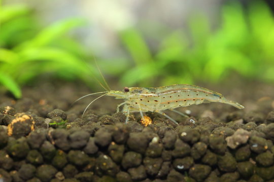 amano shrimp