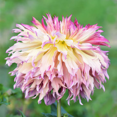 
Flowers dahlia pink
