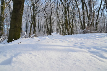 Winterwanderung in vernschneitem Wald