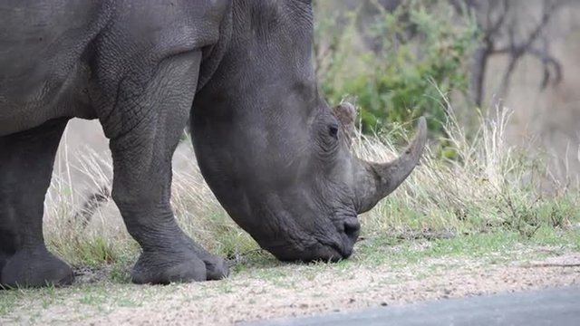 Close up from a rhino eating some small pieces of grass in Kruger National Park South Africa