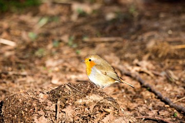 Robin redbreast in winter