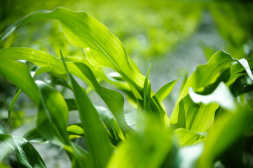 Leaves of young shoots of corn at the farmer's field - obrazy, fototapety, plakaty